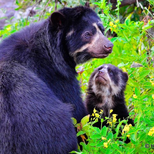 Spectacled bears in the Cordillera Azul project. Photo © Heinz Plenge.