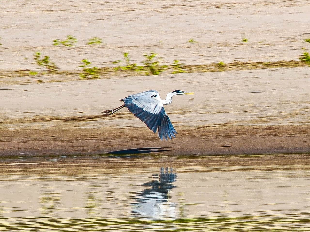 A heron flies over a riverbank in the Envira Amazonia project.