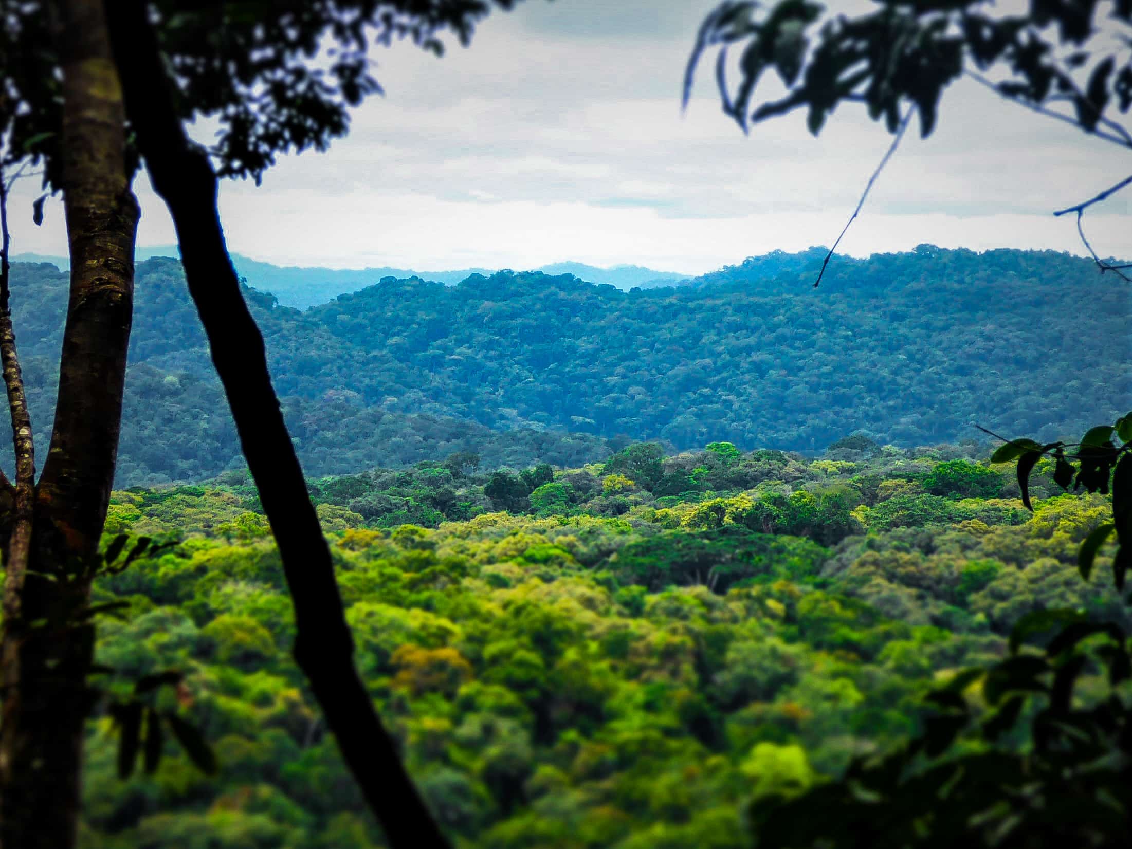 Rainforest landscape in the Gola Rainforest project.