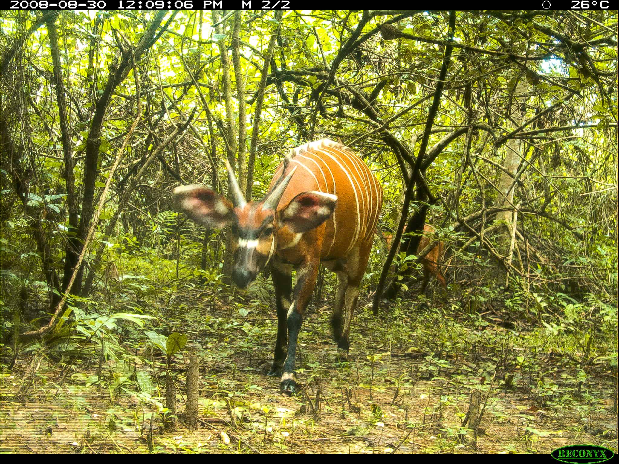 A bongo on the Gola Rainforest camera trap.