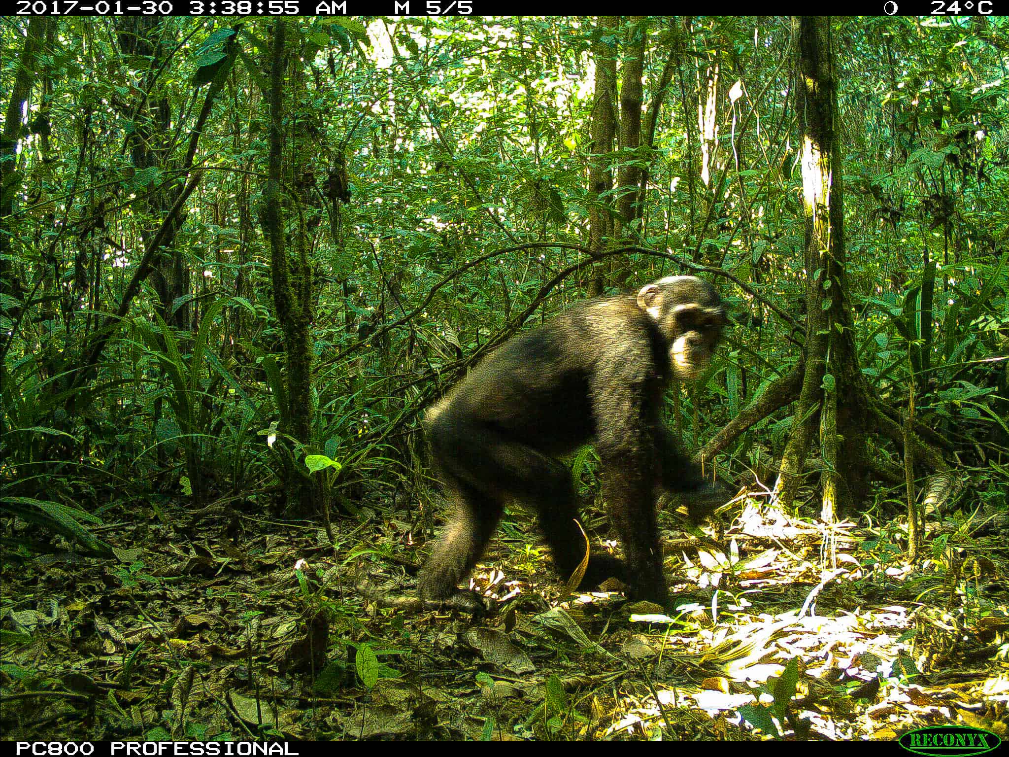 A chimpanzee caught on the Gola Rainforest camera trap.