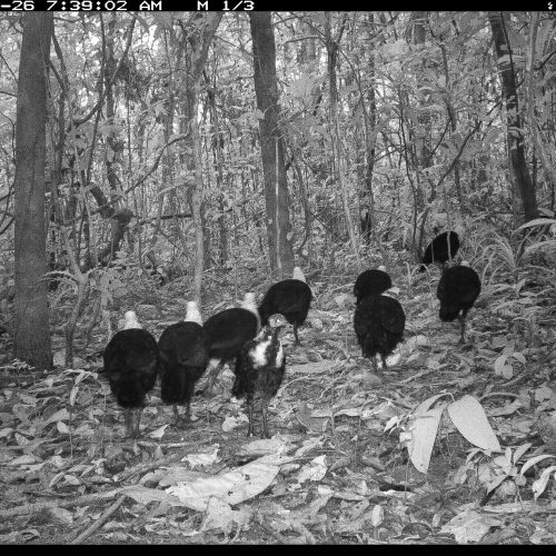 Wild turkeys caught on the Gola Rainforest wildlife camera trap.
