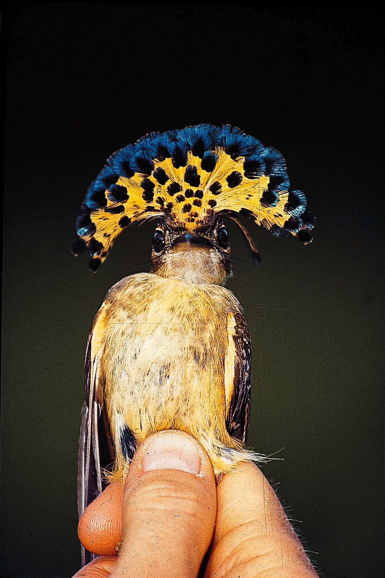 A fabulous bird in the Guatemala Caribbean Coast project.