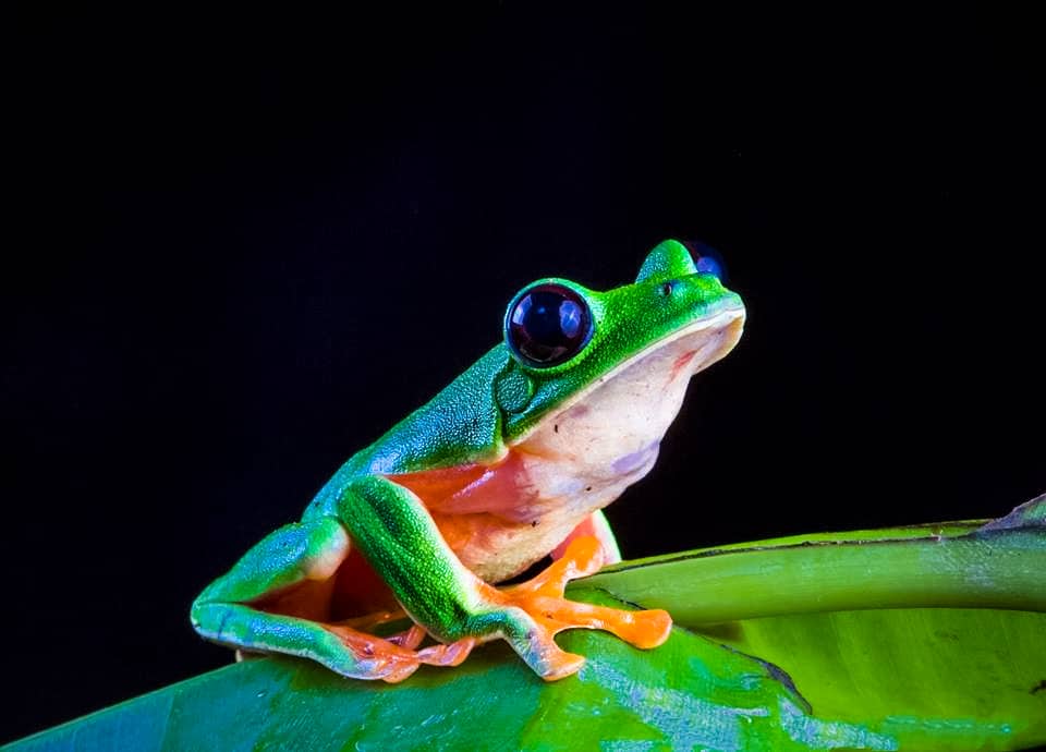 A frog in the Guatemala Conservation Coast project. Photo credit: Carlos Vasquez.