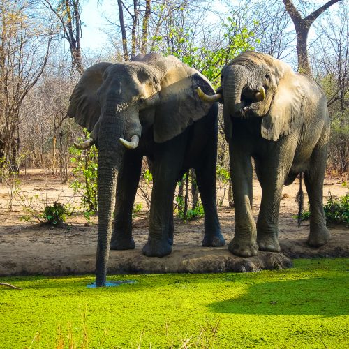 Elephants in dryland forest in the Kariba Wildlife Corridor.