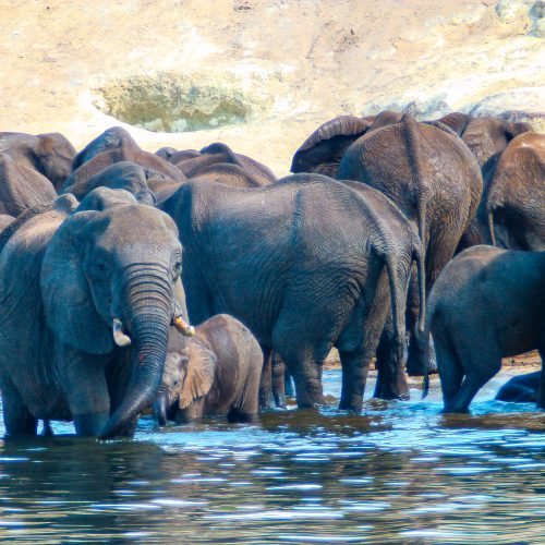 A herd of elephants in the water in the Kariba Wildlife Corridor project.