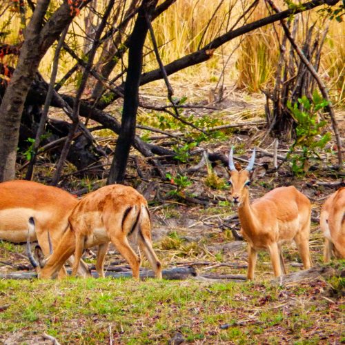 Thompson's gazelles in the Kariba Wildlife Corridor, Zimbabwe.