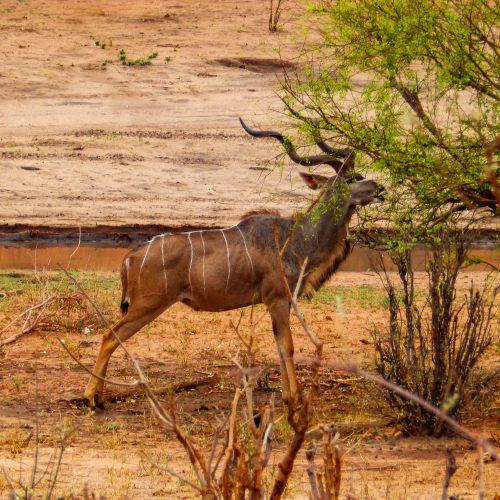 A kudu snacking in the Kariba Wildlife Corridor.