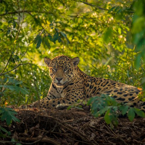 A jaguar resting in the jungle.