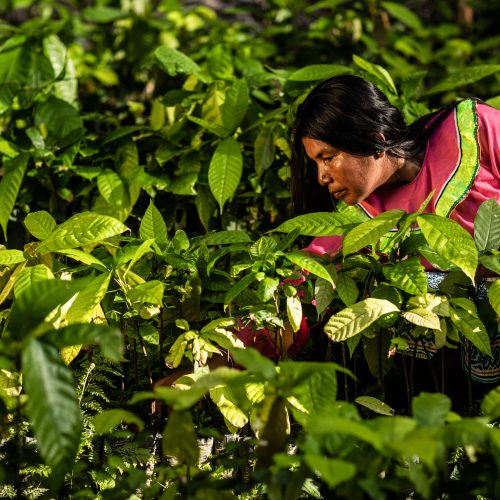 Woman farmer tending crops in the Nii Kaniti project, Peru.