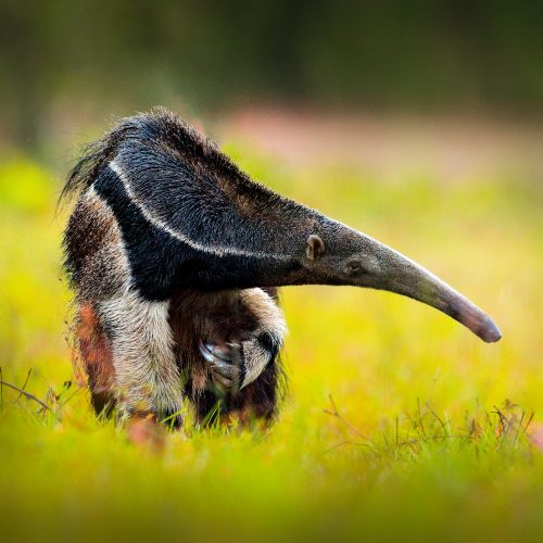 A giant anteater walking in the grass, Nii Kaniti, Peru.