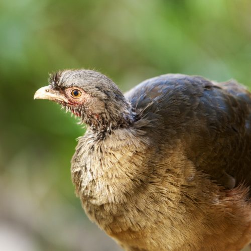 Tinamou tropical bird in the Amazon forest.
