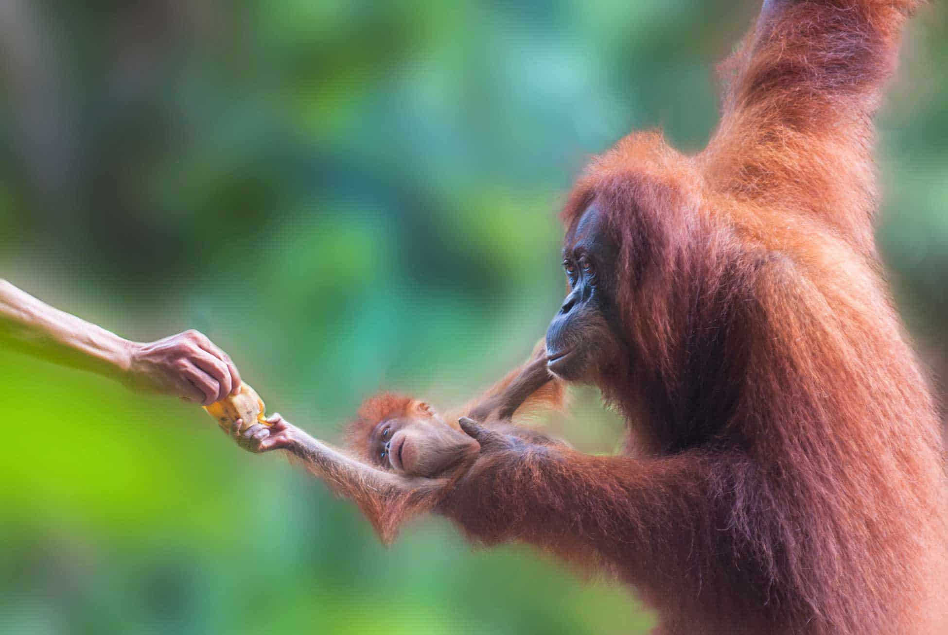 A baby orangutan in the Rimba Raya Orangutan Reserve, Borneo, Indonesia.