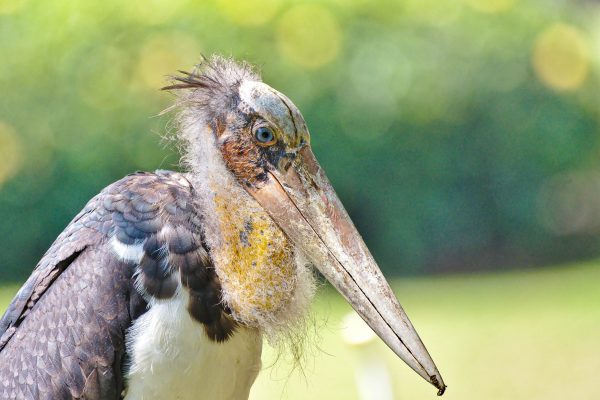 A large stork in the Rimba Raya Orangutan Reserve, Borneo, Indonesia.