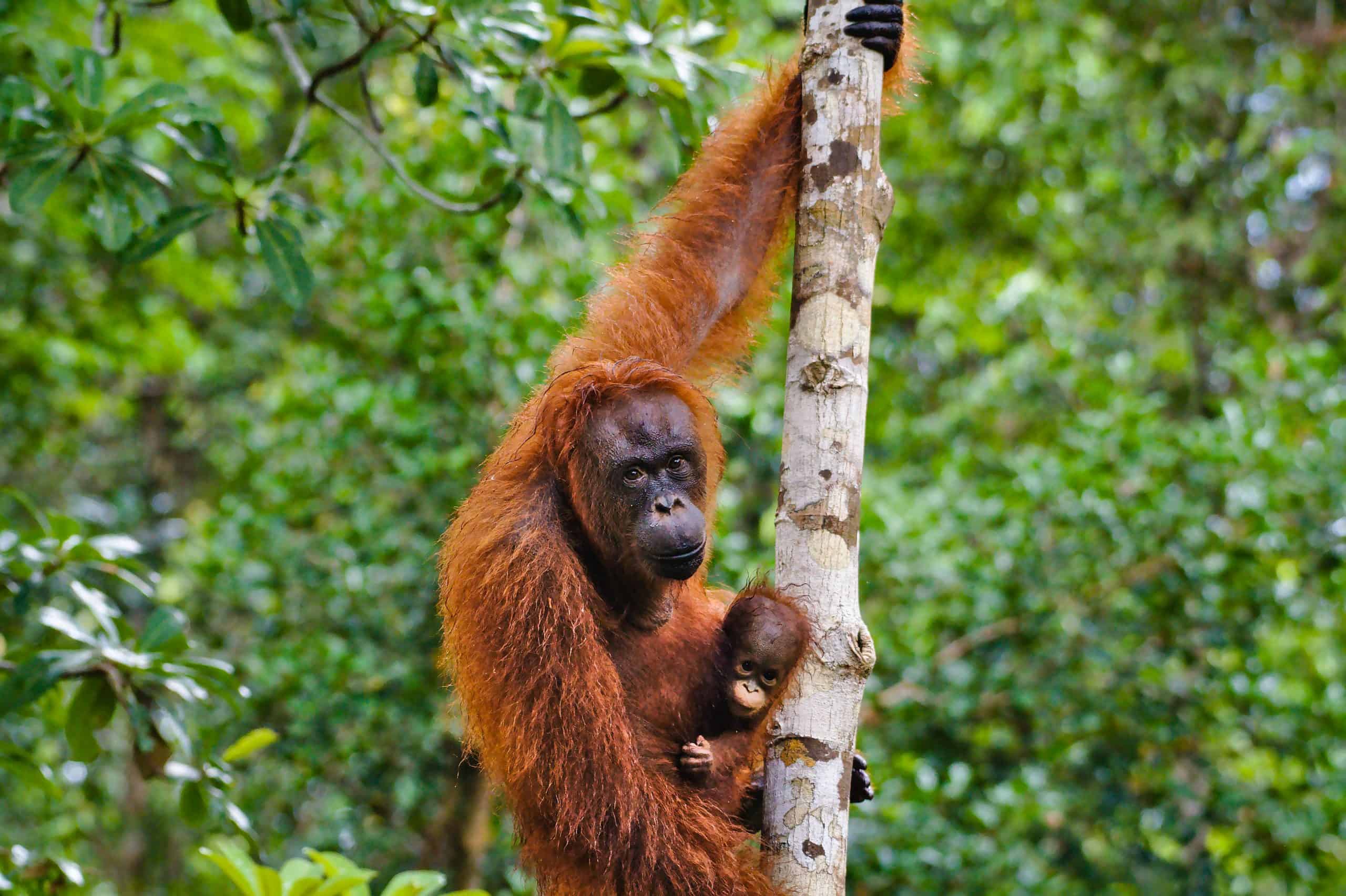 An orangutan mother and baby climbing in the Rimba Raya Orangutan Reserve.