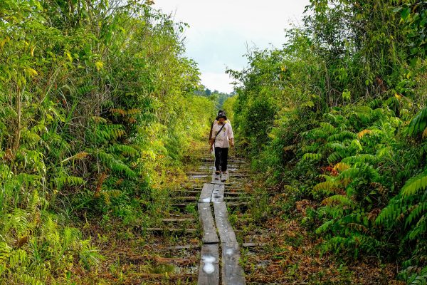 A boardwalk through the peat swamp forest at Rimba Raya, Borneo.