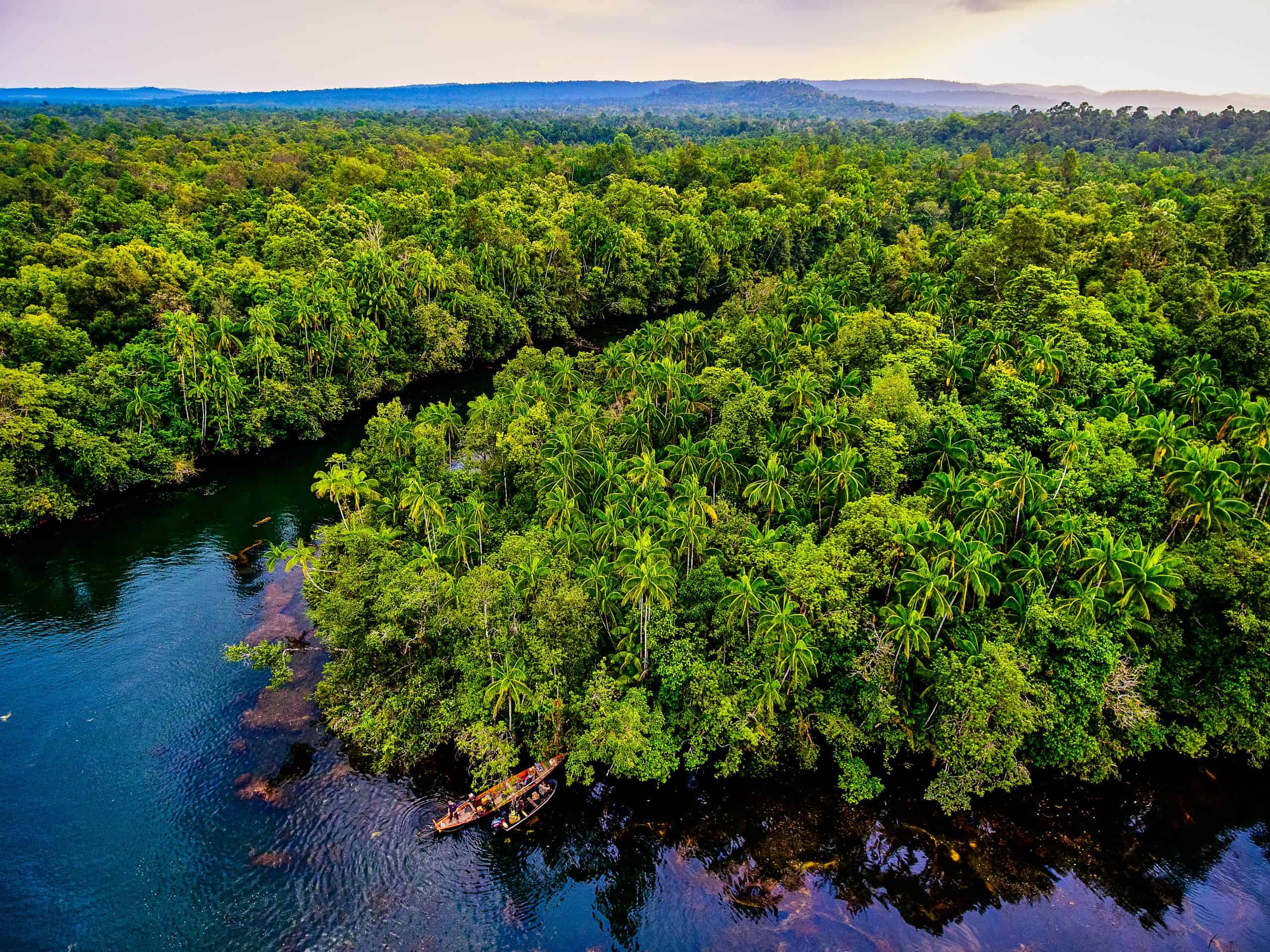 Tropical trees near Chipat Village on the Preak Piphot River, Southern Cardamom project, Cambodia.