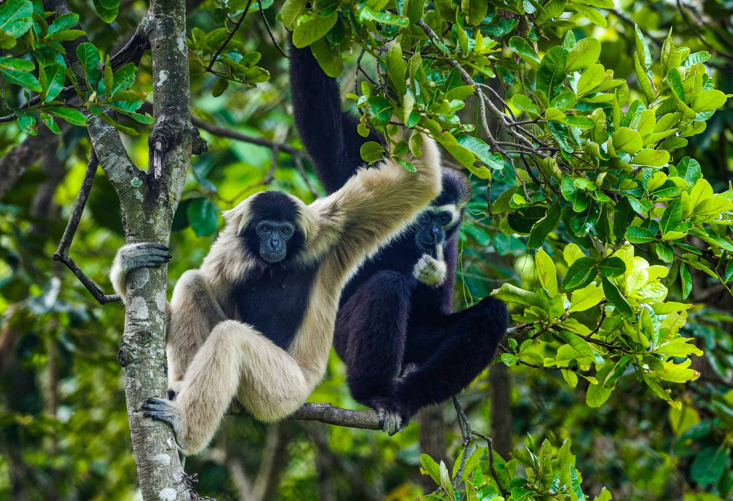 Endangered pileated gibbons in the Southern Cardamom project, Cambodia.