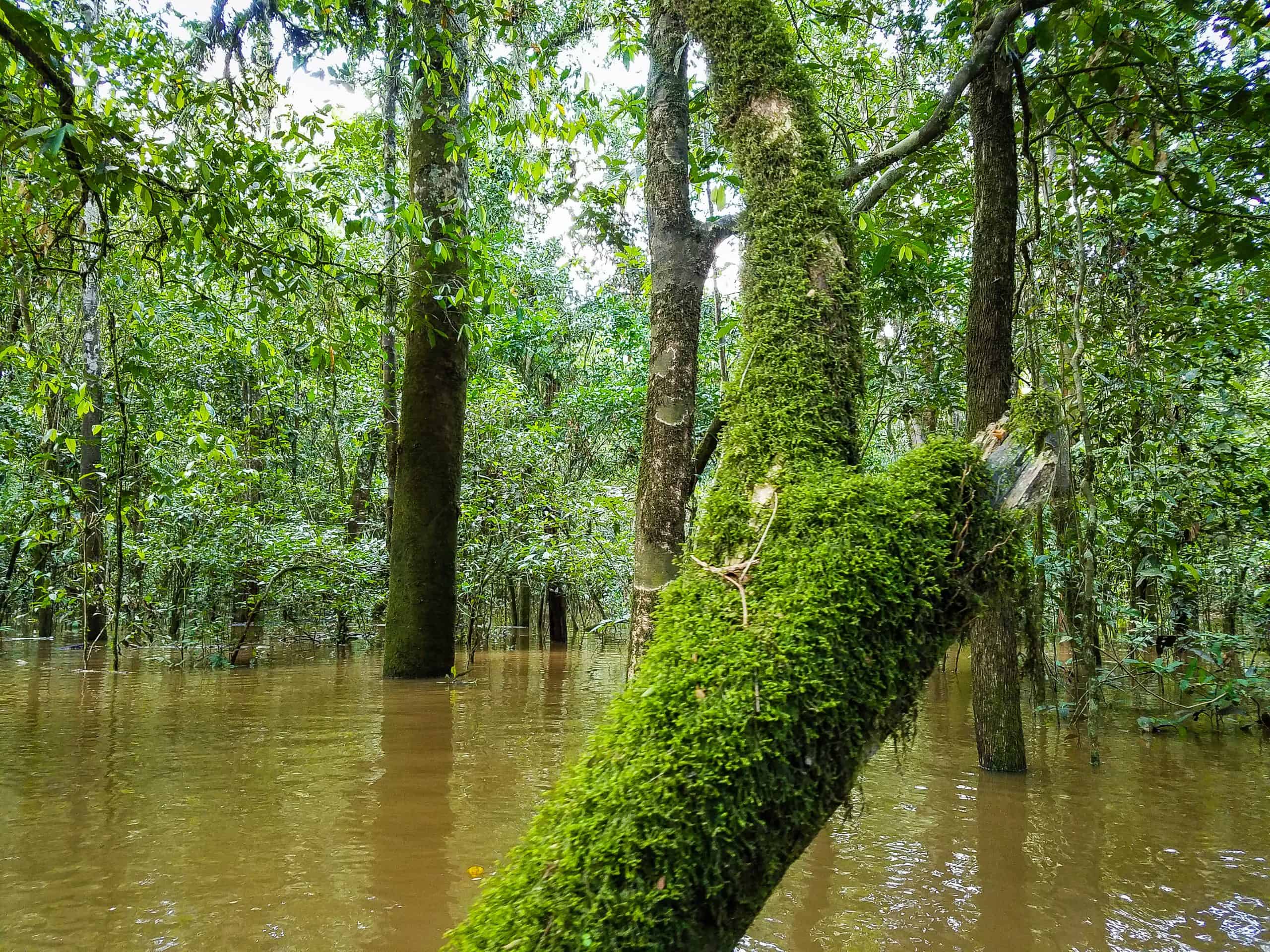 A mangrove forest in the Amazon Valparaiso project, Para, Brazil.