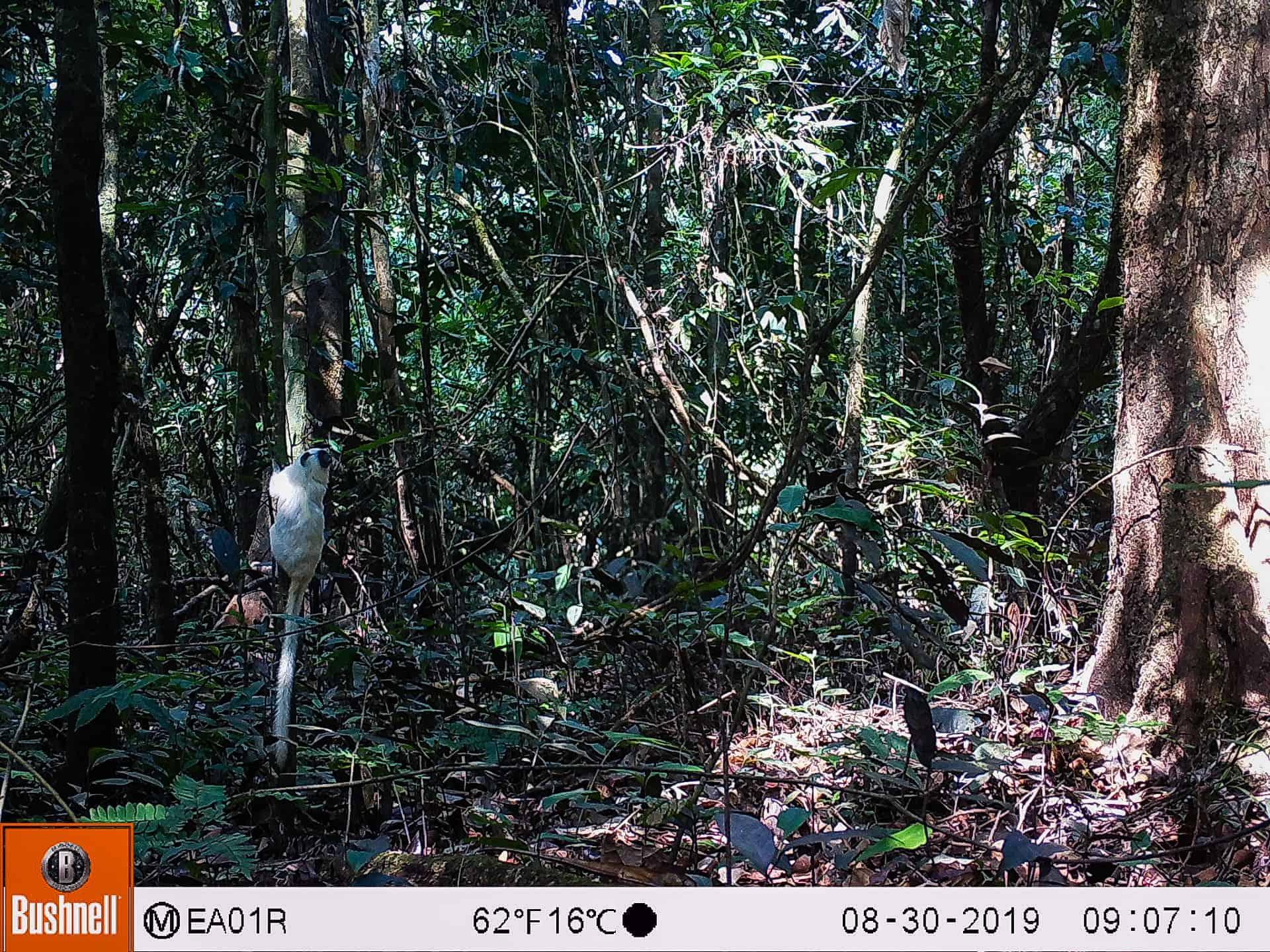 A white saddleback tamarin climbing a tree in the Amazon Valparaiso project, caught on wildlife camera.