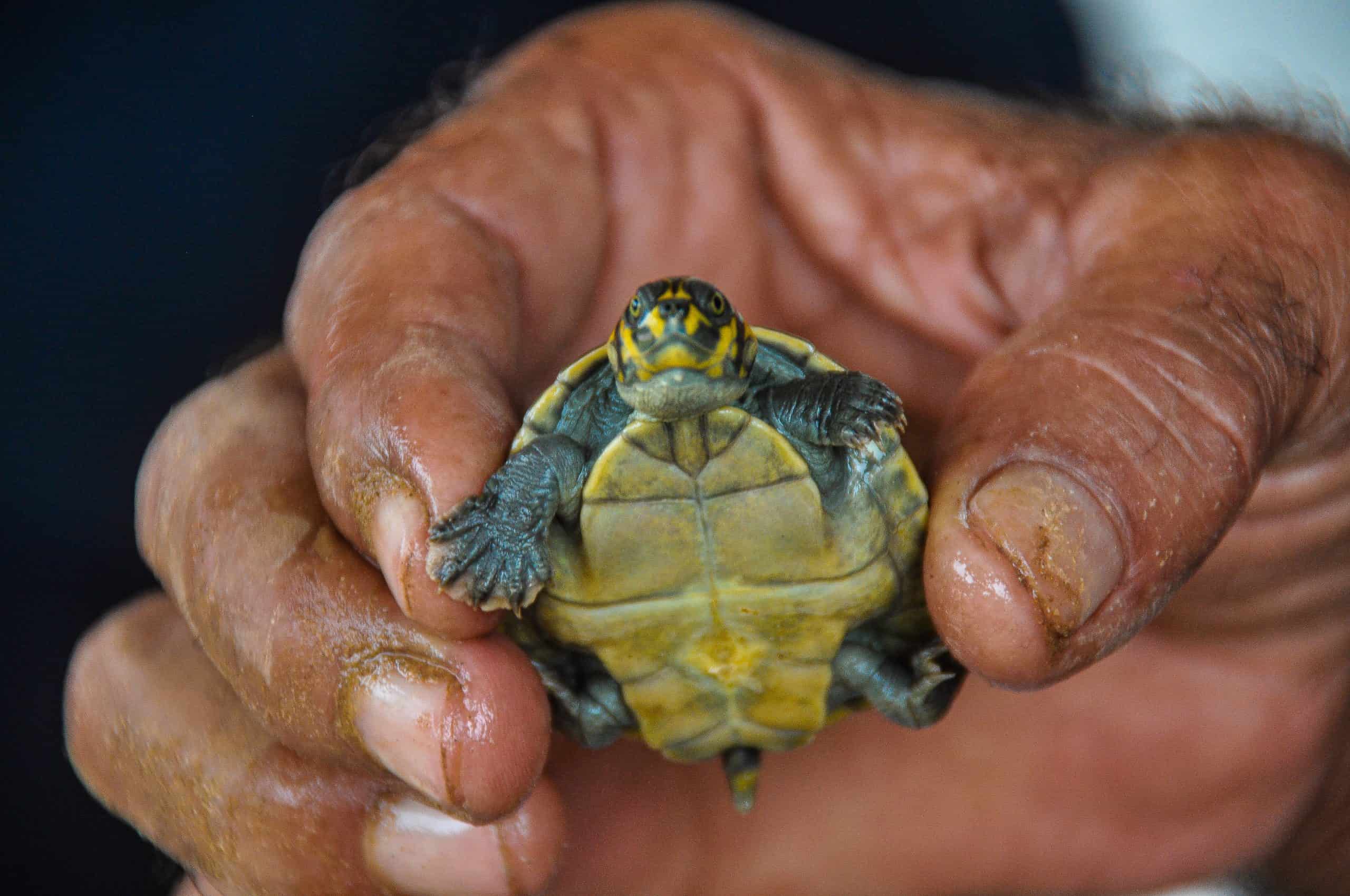 A baby turtle from the Valparaiso project, Brazil.